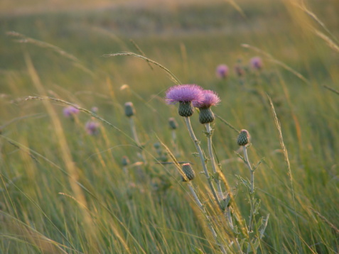 Creeping thistles in a summer meadow