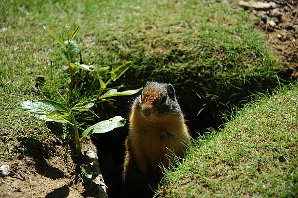 istock Squirrel coming out of burrow 90160256
