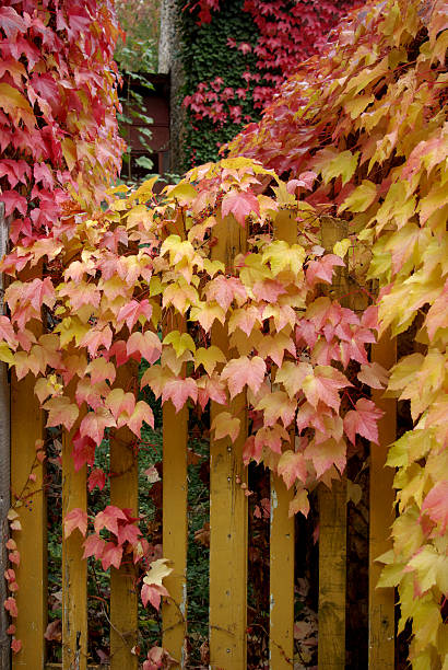 istock Wooden fence and Virginia creeper 90160348