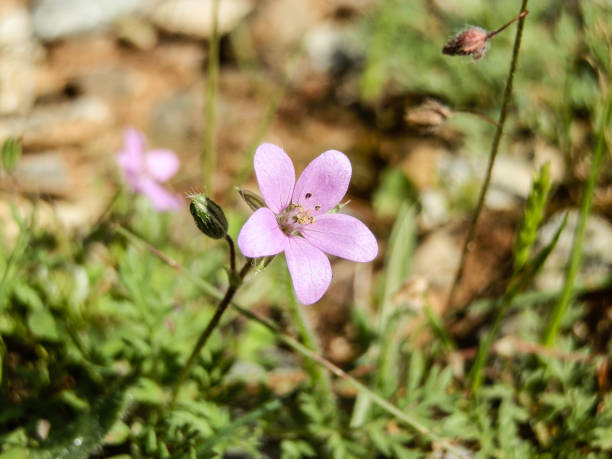 istock Beautiful pink meadow flower 901605340