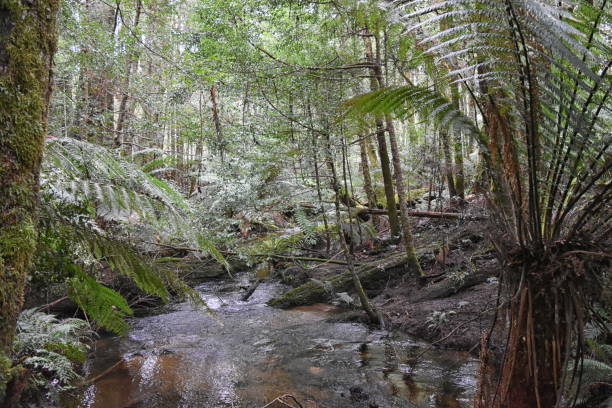 istock Cumberland Creek temperate rain forest 1 901605538