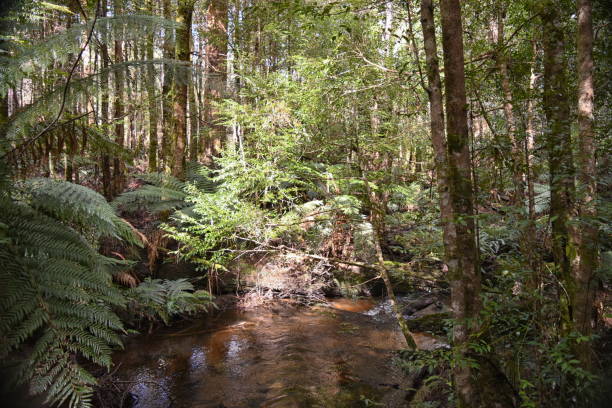 istock Cumberland Creek temperate rain forest 2 901605564