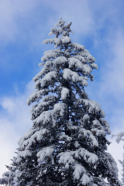 istock Mountain Pine Covered by Snow Against a Blue Sky 90160684
