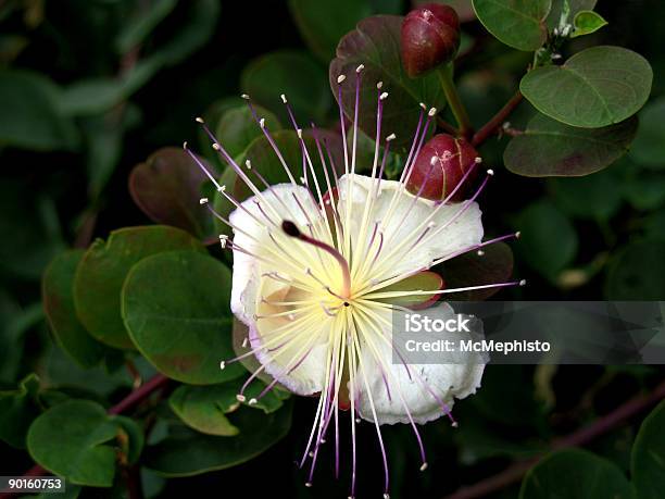 ケイパーの花 - カラー画像のストックフォトや画像を多数ご用意 - カラー画像, ケイパー, ピンク色