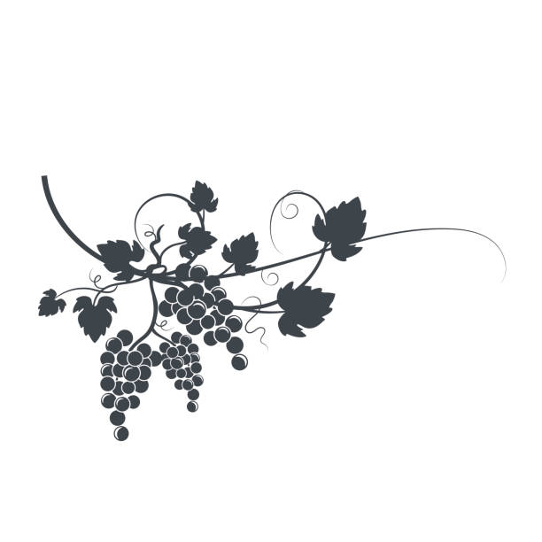 illustrations, cliparts, dessins animés et icônes de silhouette de vigne - raisin illustrations