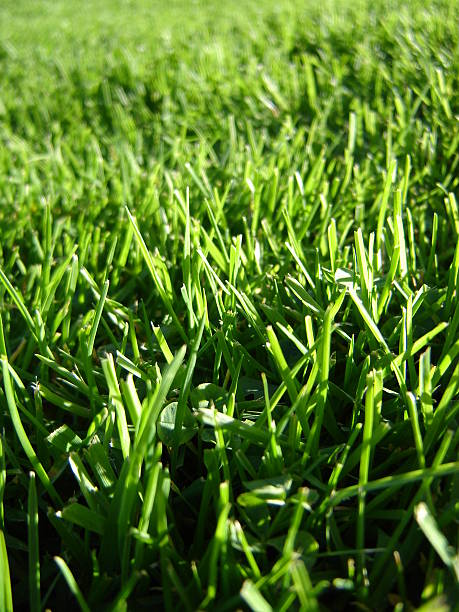 緑の芝生など ストックフォト