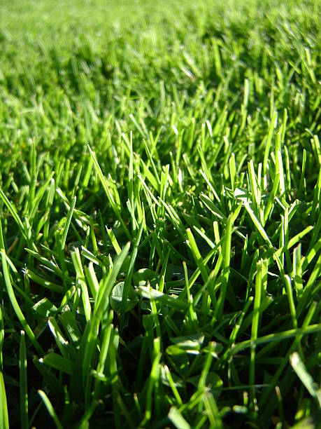 Green like a grass stock photo