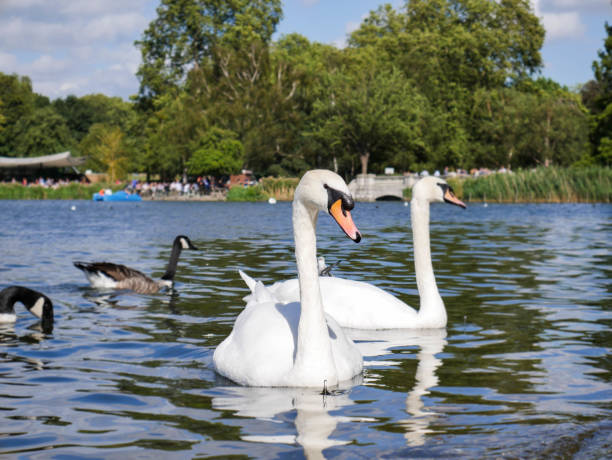 istock Two swans on the lake. 901609282