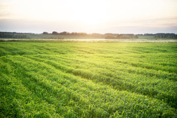 istock Sunset on the green field planted agriculture 901609326