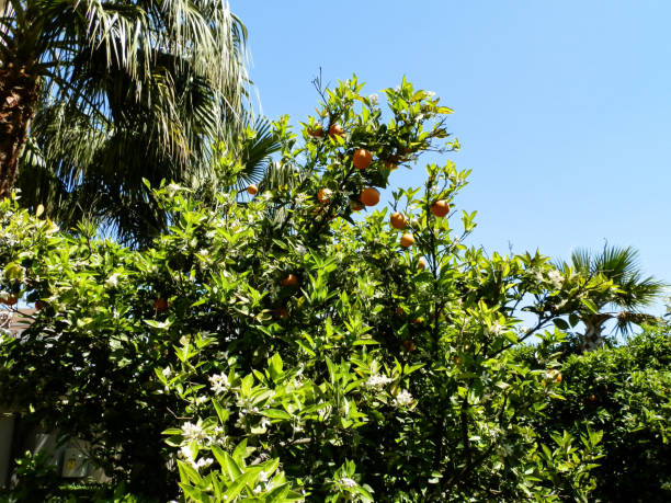 istock Beautiful green orange tree in Turkey 901609408