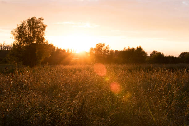 istock Grass and trees under the sun at sunset 901609922