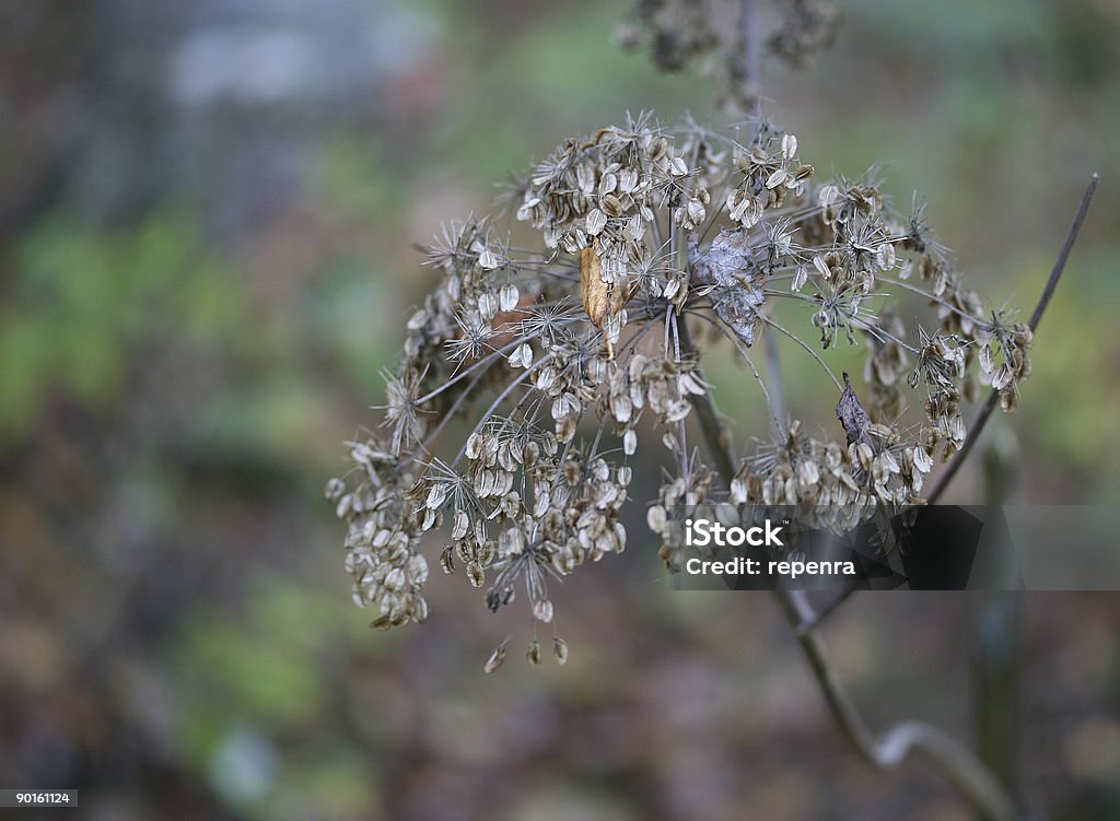 Late seed  Branch - Plant Part Stock Photo