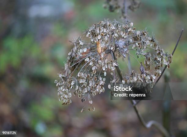 Late Seed Stock Photo - Download Image Now - Branch - Plant Part, Built Structure, Bush