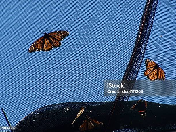 Monarch Motyle - zdjęcia stockowe i więcej obrazów Motyl - Motyl, Wystawa, Antena