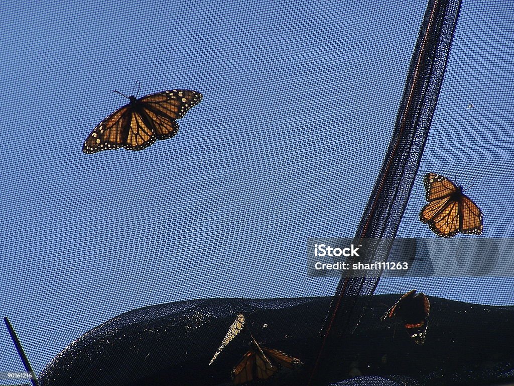 monarch borboletas - Foto de stock de Borboleta royalty-free