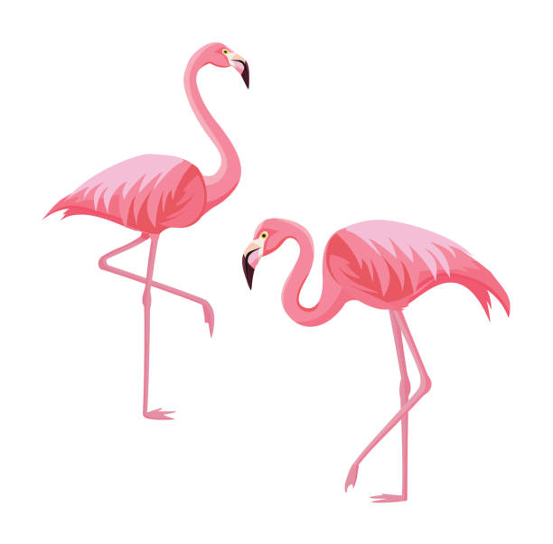 ilustrações, clipart, desenhos animados e ícones de dois flamingos isolados no fundo branco. ilustração em vetor. - flamingo