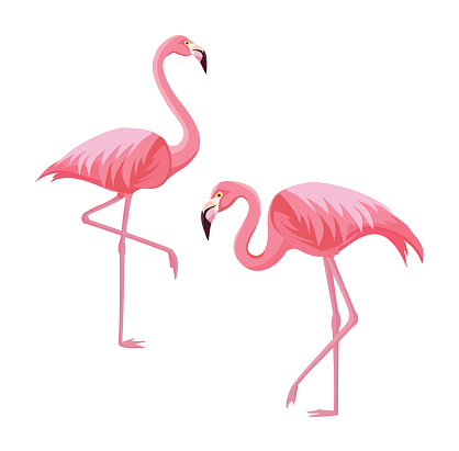 Two flamingos isolated on white background. Vector illustration.