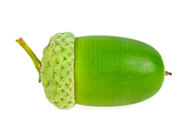 istock Green acorn isolated on a white background 901613808