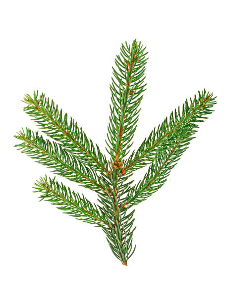 istock Branch of fir tree on white background 901613860