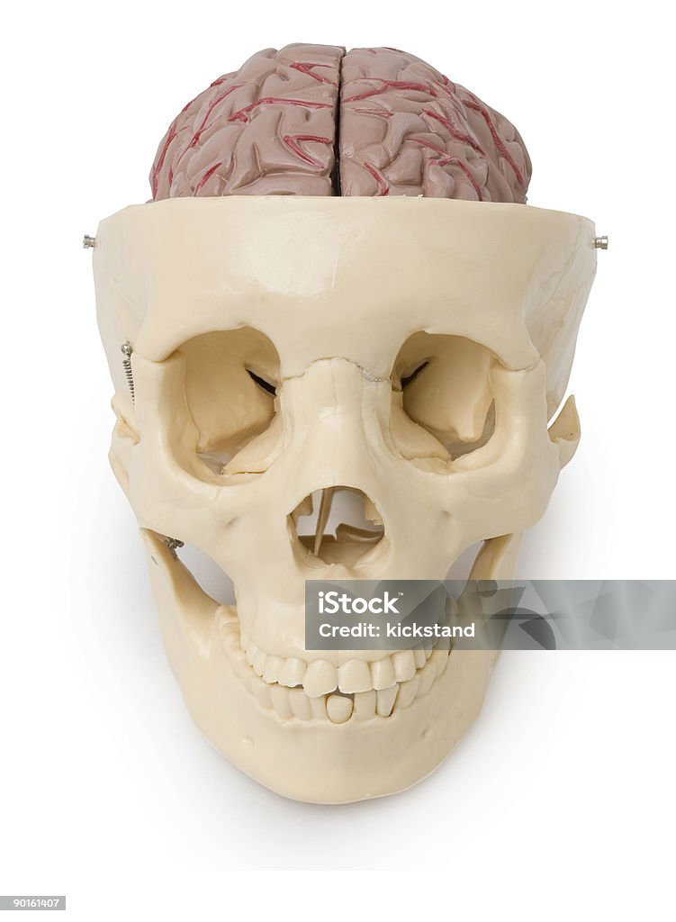 Skull and exposed brain (clipping path)  Human Skull Stock Photo