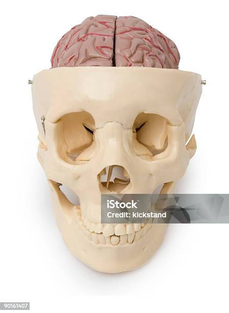 Skull And Exposed Brain Stock Photo - Download Image Now - Human Skull, Anatomical Model, Clipping Path