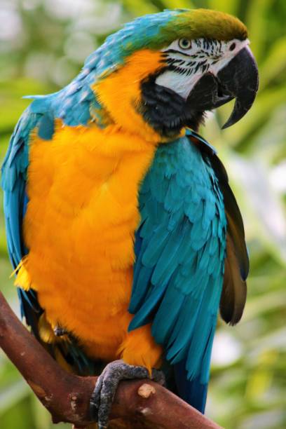 istock The Blue-and-Yellow Macaw 901614144