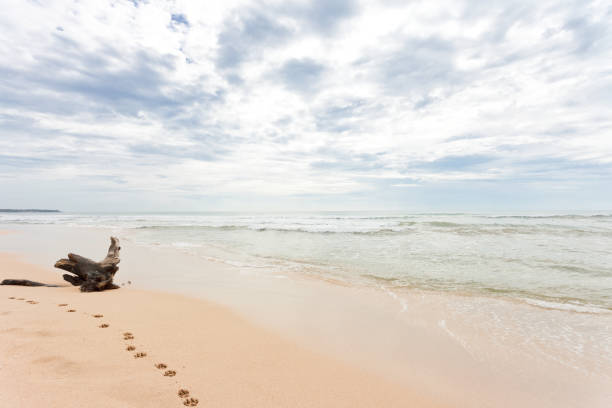 istock Sri Lanka - Ahungalla - A huge stump at the beach 901614286