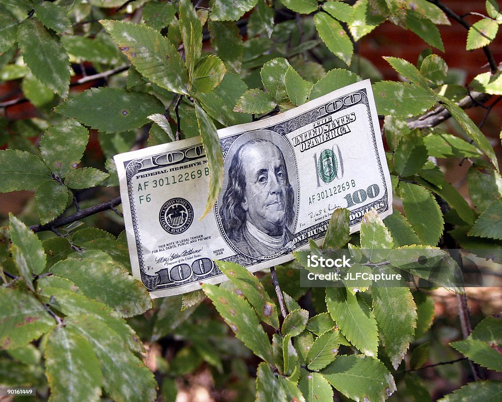 Деньги не растут на деревьях - Стоковые фото Б�ез людей роялти-фри