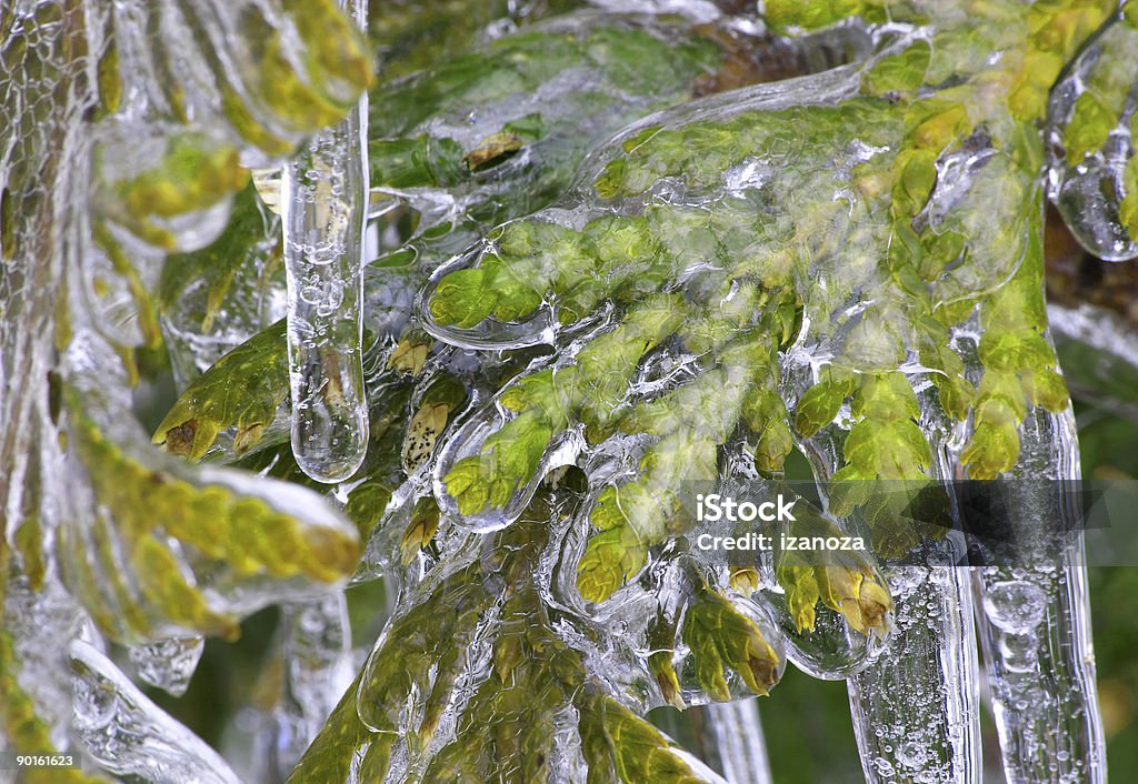 Freezed árvore - Foto de stock de Arabesco - Decoração royalty-free