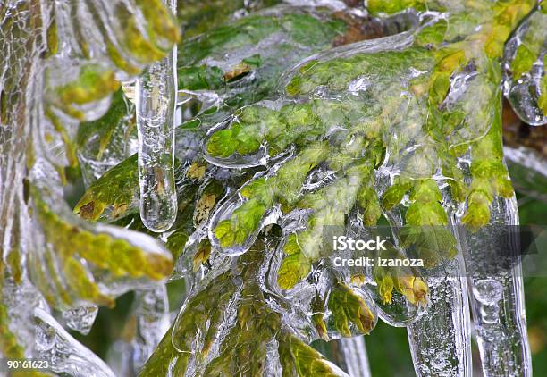 Foto de Freezed Árvore e mais fotos de stock de Arabesco - Decoração - Arabesco - Decoração, Arbusto, Café da manhã