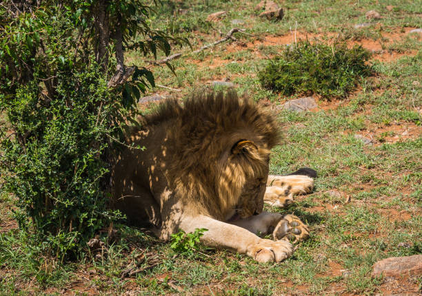 Image of lion in Masai Mara nature reserve in Kenya