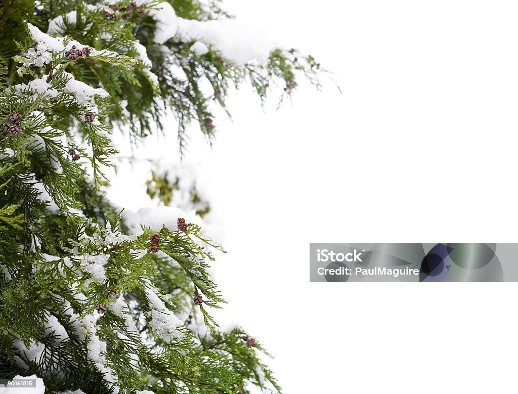 Conifer et la neige - Photo de Aiguille - Partie d'une plante libre de droits