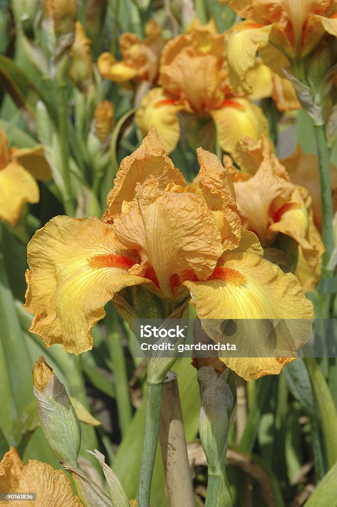 Iris de Sol de Savannah - Foto de stock de Flor libre de derechos