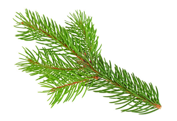 istock Green branch of spruce isolated on white background 901618468