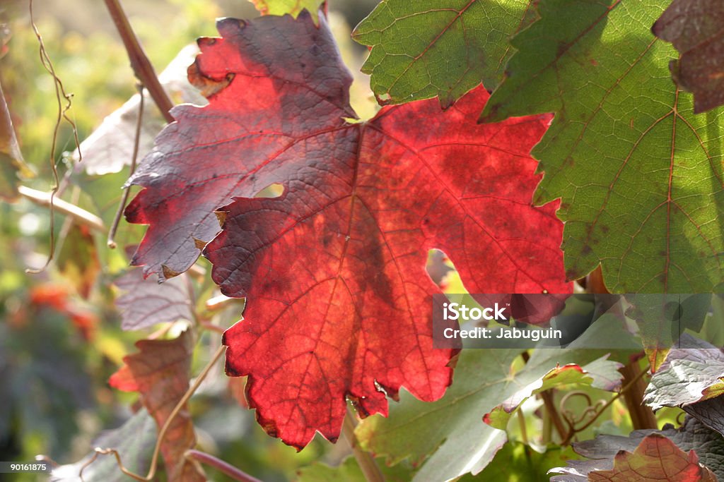 Красный лист - Стоковые фото Без людей роялти-фри