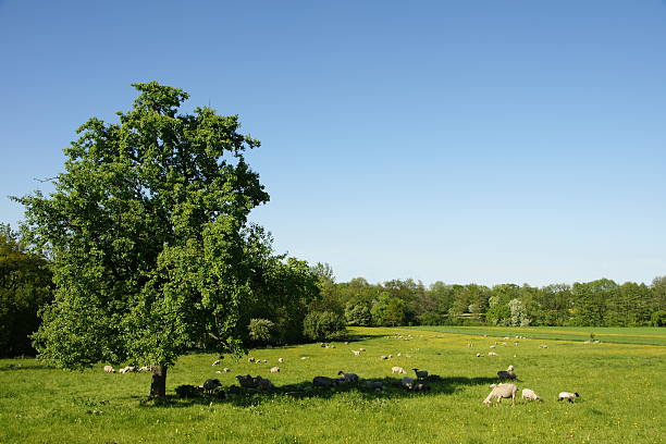 istock Sheep resting in the shadow of a tall tree 90162019