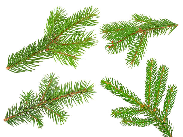 istock Fir branches isolated on a white background. Set of fir branches. 901621818