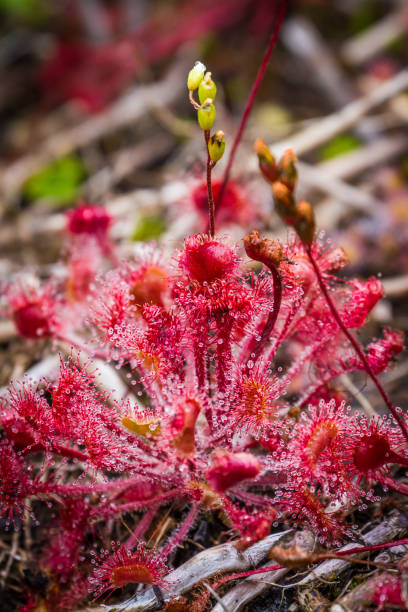 istock Carnivorous Sundew in Shiretoko 901621916