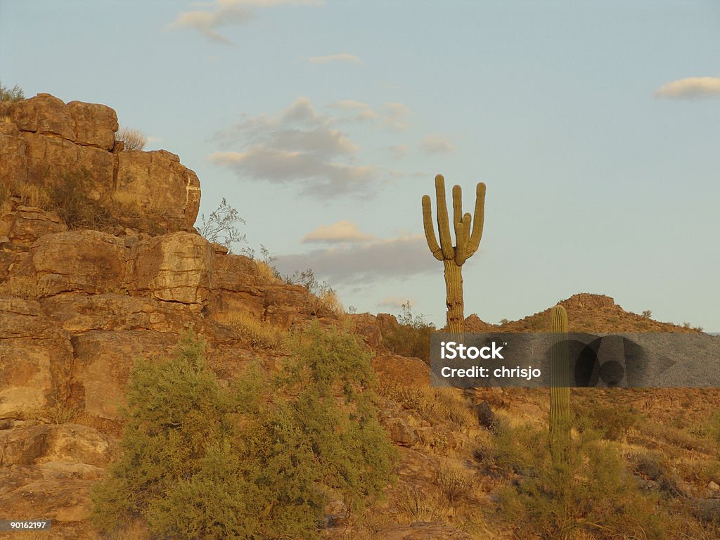 Florence, en Arizona - Photo de Cactus libre de droits
