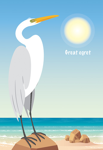 Gread egret