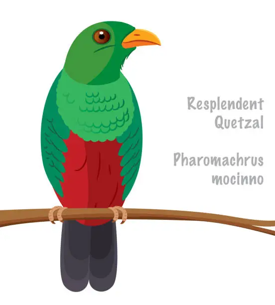 Vector illustration of Resplendent Quetzal (Pharomachrus mocinno)