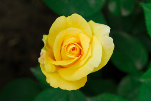 yellow rose flower blooming in rose's garden on green nature background yellow roses flowers Valentine's Day concept.