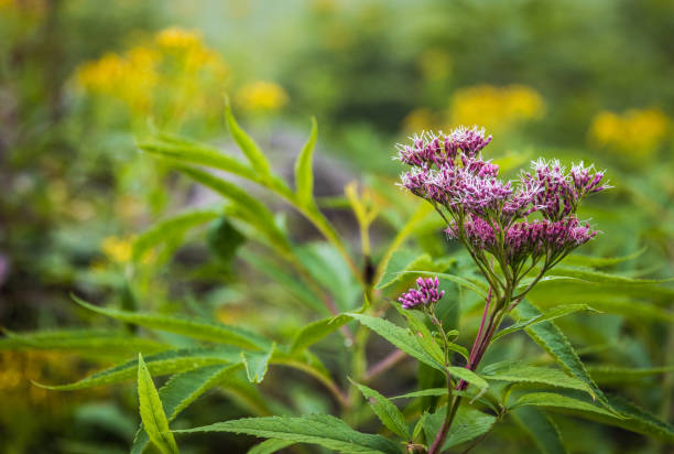 Colorful wildflowers on the Shiretoko Five Lakes trail include Senecio nemorensis and Eupatorium japonicum here in Shiretoko National Park and World Heritage Site, Hokkaido, Japan