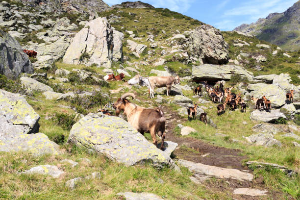 istock Mountain goats and cows in South Tyrol alps 901622808