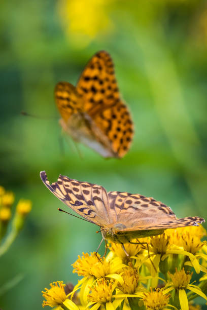 Silver-washed Fritallaries on Yellow Wildflower One Silver-washed fritallary (Argynnis paphia) feeds on a yellow wildflower (Senecio cannabifolius) while a second flies off in Shiretoko National Park and World Heritage Site, Hokkaido, Japan silver washed fritillary butterfly stock pictures, royalty-free photos & images