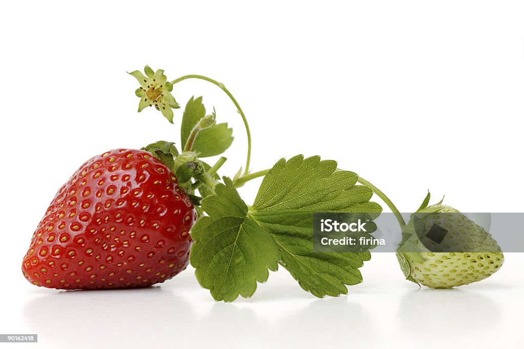 Ripe and unripe strawberry connected by vine and leaves strawberry on white Aromatherapy Stock Photo