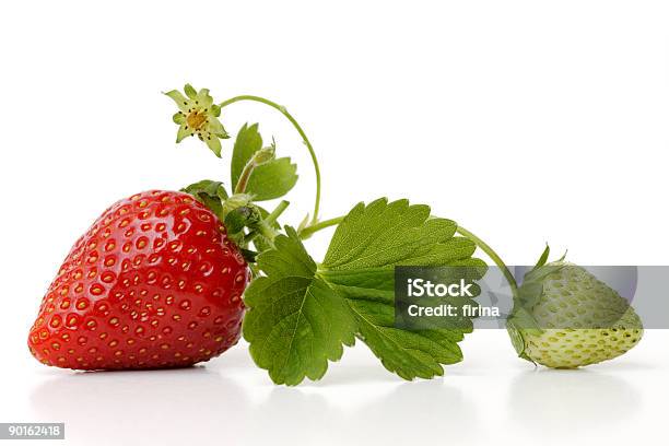 Ripe And Unripe Strawberry Connected By Vine And Leaves Stock Photo - Download Image Now