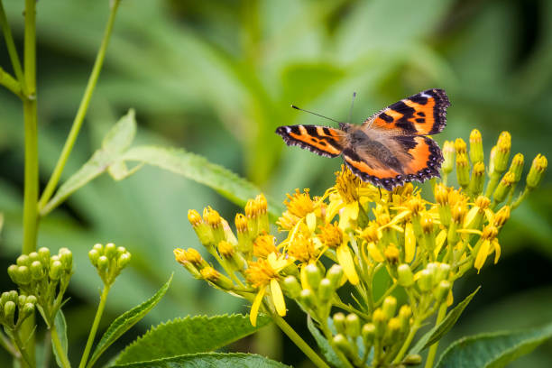 istock Small Tortoiseshell on Yellow Wildflowers 901625006