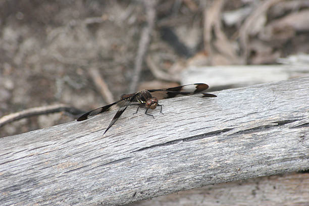 Dragonfly stock photo