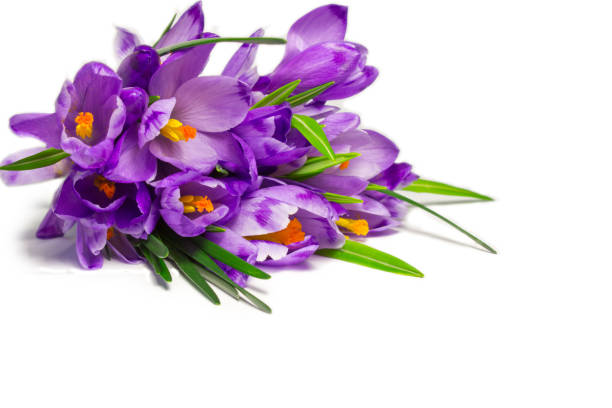 istock Crocuses ,purple spring flowers isolated  on a white background.Greeting card 901626322